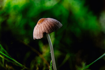 Poison in disguise: small brown-cap mushroom amidst forest moss