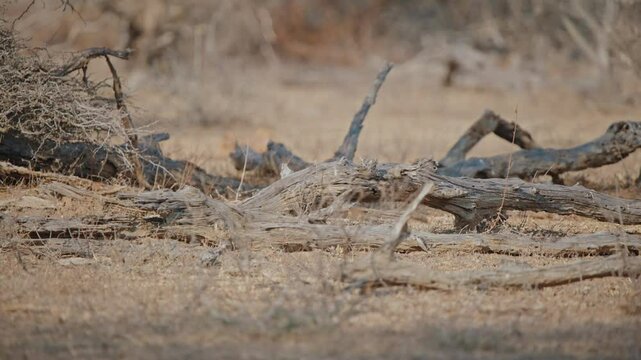 Dwarf mongoose walks through dead tree branches in distance walking and hiding, telephoto compression