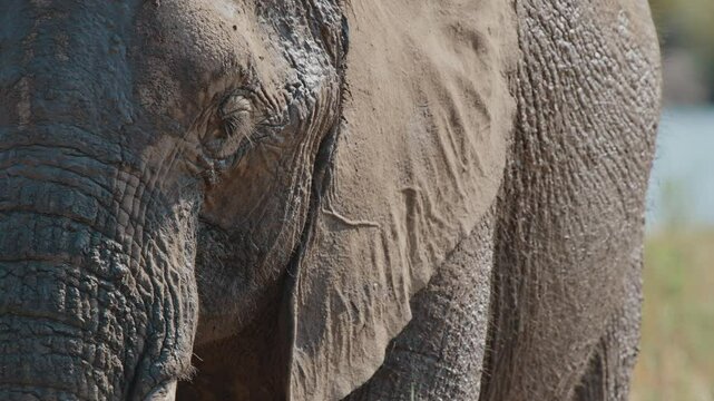 Telephoto detailed closeup of front of leathery elephant grazing with mud caked on skin