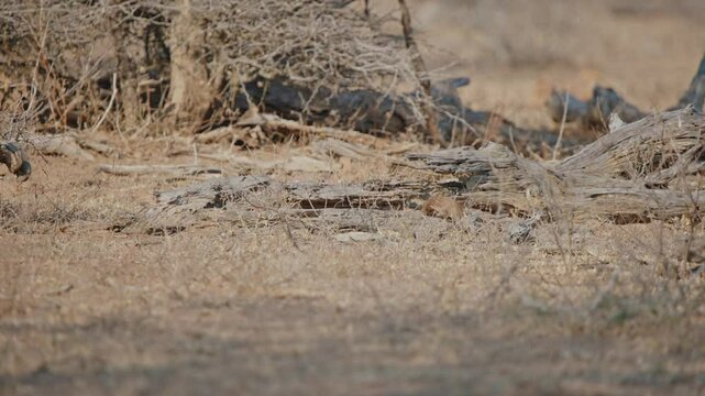 Dwarf mongoose walks through dusty low ground through dry logs