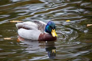 Männliche Stockente mit schillerndem Kopf auf bewegtem Wasser