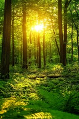 Fototapeta premium Magical Sunbeams Through Canopy, Towering Trees and Vibrant Green Ferns in Enchanted Forest
