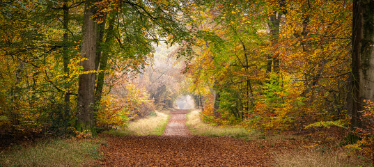 Savernake Forest in Autumn