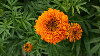 Close up bright orange marigold flower with beautifully layered petals. The flower is surrounded by lush green leaves, providing an appealing contrast and highlighting the marigold's beauty.