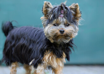 Close up portrait of young Yorskhire terrier