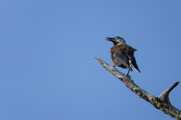 Spotted Nutcracker Nucifraga caryocatactes in a natural habitat