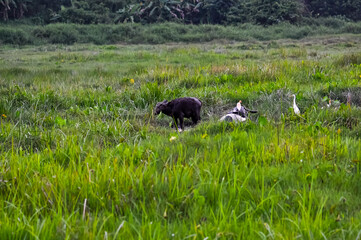 A carabao lies in the mud in the middle of a field.