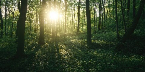 Fototapeta premium Nature's Sun Path Through Trees