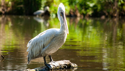 White pelican standing on log in pond water