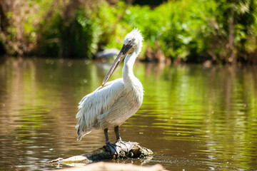 White pelican standing on log in pond water