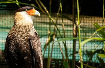Crested caracara bird resting in lush green habitat