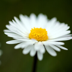 Closeup of a daisy ion a spring day