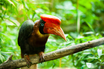 Helmeted hornbill perching on branch in jungle
