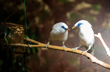 Two bali myna birds perched on branch in captivity