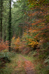 Autumn woods with leaves turning colour ready to fall.