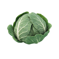 Vibrant Green Cabbage Head - Healthy Organic Vegetable