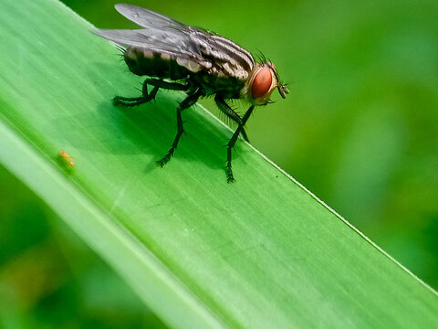 hominivorax, the New World screw-worm fly, or screw-worm for short, is a species of parasitic fly that is well known for the way in which its larvae (maggots) eat the living tissue.