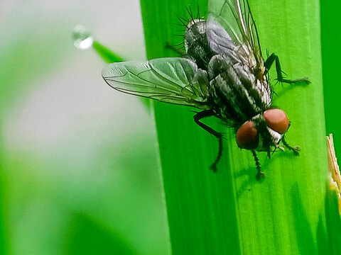 hominivorax, the New World screw-worm fly, or screw-worm for short, is a species of parasitic fly that is well known for the way in which its larvae (maggots) eat the living tissue.