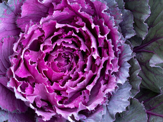 red cabbage flower close up
