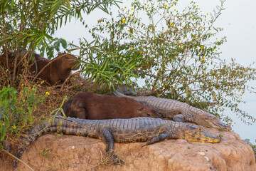 Alligator in Brazil