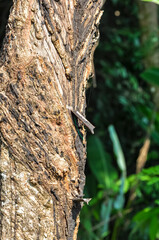 A metal plate protrudes from the wood. Wood has grown over metal