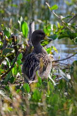 Yellow-billed teal duck, Anas flavirostris, walking among wetland