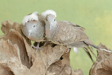 A pair of small crested turtledoves are resting on a dry tree trunk. This bird has the scientific name Geopelia striata.
