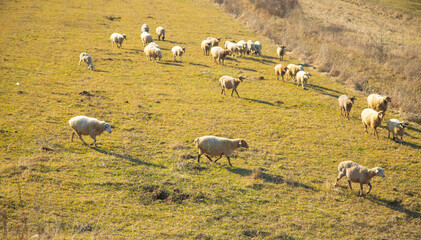 A sheeps in the field in autumn time.