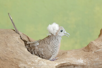 A small crested turtledove resting on a dry tree trunk. This bird has the scientific name Geopelia striata.