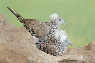 A pair of small crested turtledoves are resting on a dry tree trunk. This bird has the scientific name Geopelia striata.