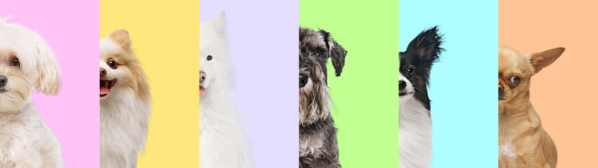Furry Lineup. Playful vertical image of dogs, each standing against different pastel-colored...