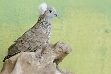 A small crested turtledove resting on a dry tree trunk. This bird has the scientific name Geopelia striata.