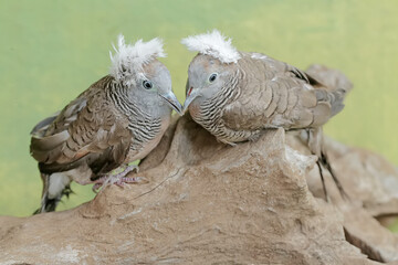 A pair of small crested turtledoves are resting on a dry tree trunk. This bird has the scientific name Geopelia striata.