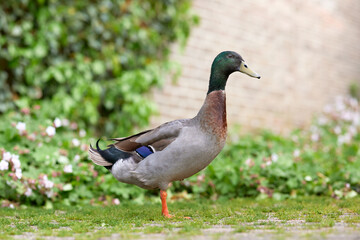 Indian runner duck on farm yard