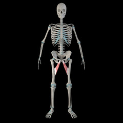 3d Illustration of Adductor longus Muscles on Male Human Body