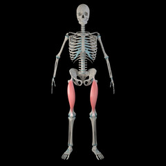 3d Illustration of Rectus Femoris Muscles on Male Human Body