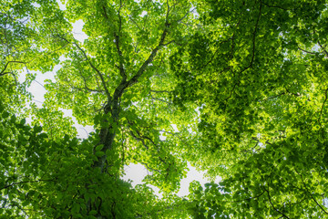 Obraz premium 日本の自然