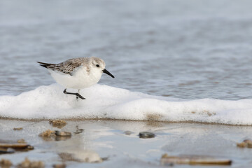 Sanderling (Calidris alba) on the beach on Juist, East Frisian Islands, Germany, in spring.