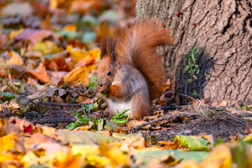 Beautiful autumn scene with a cute european red squirrel. Sciurus vulgaris.