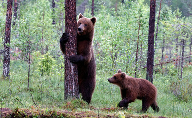 Brown bears in the Taiga forests of Finland