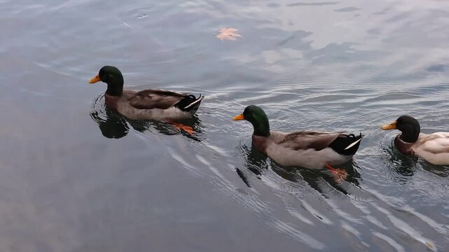 Grupo de patos nadando a contraluz crean una diagonal en la albufera de Anna, Espa&ntilde;a