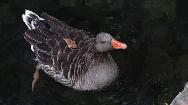 Ganso com&uacute;n anser anser junto a grupo de barbos barbus barbus recibiendo migas de pan en la albufera de Anna, Espa&ntilde;a