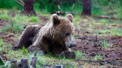 Brown bears in the Taiga forests of Finland