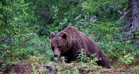 Brown bears in the Taiga forests of Finland