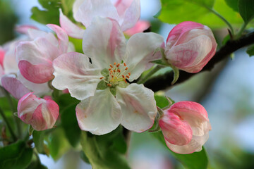 A beautiful apple bloom 