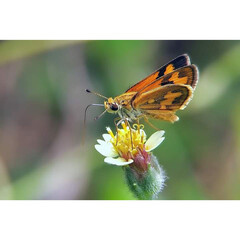 Fiery skipper