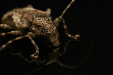 Jasper Beetle Reflection on Glass Close Up