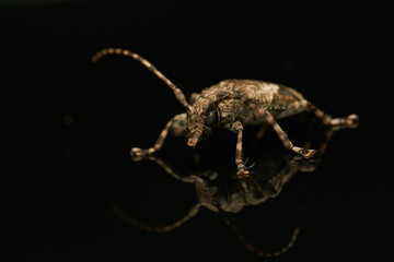 Jasper Beetle Reflection on Glass Close Up