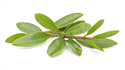 Obraz premium Fresh Green Leaves on a Bright Background