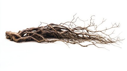 Intricate Mangrove Roots on Bright Background